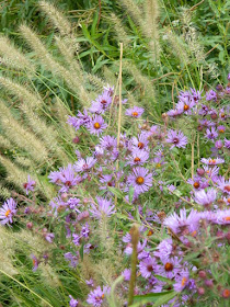 Autumn New England Asters and Fountain Grass at Toronto Botanical Garden's Perennial Borders by garden muses--not another Toronto gardening blog