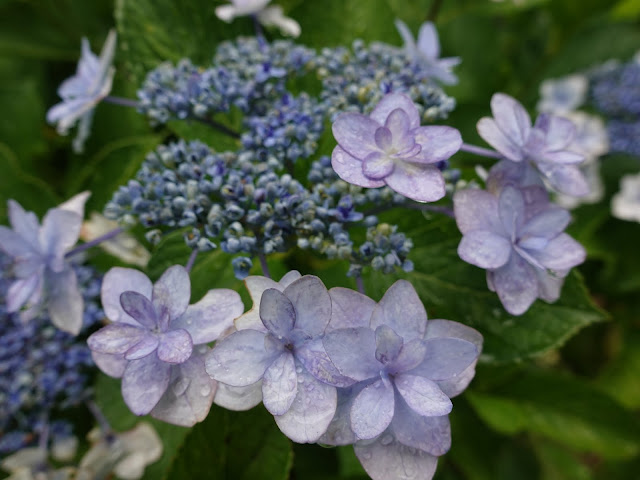 鳥取県西伯郡南部町鶴田　とっとり花回廊　ヤマアジサイ(山紫陽花)