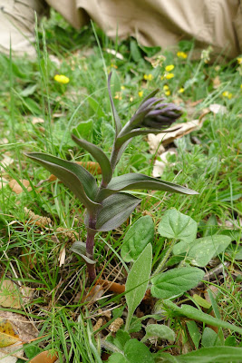 Epipactis kleinii. Imatge de Xavier Béjar