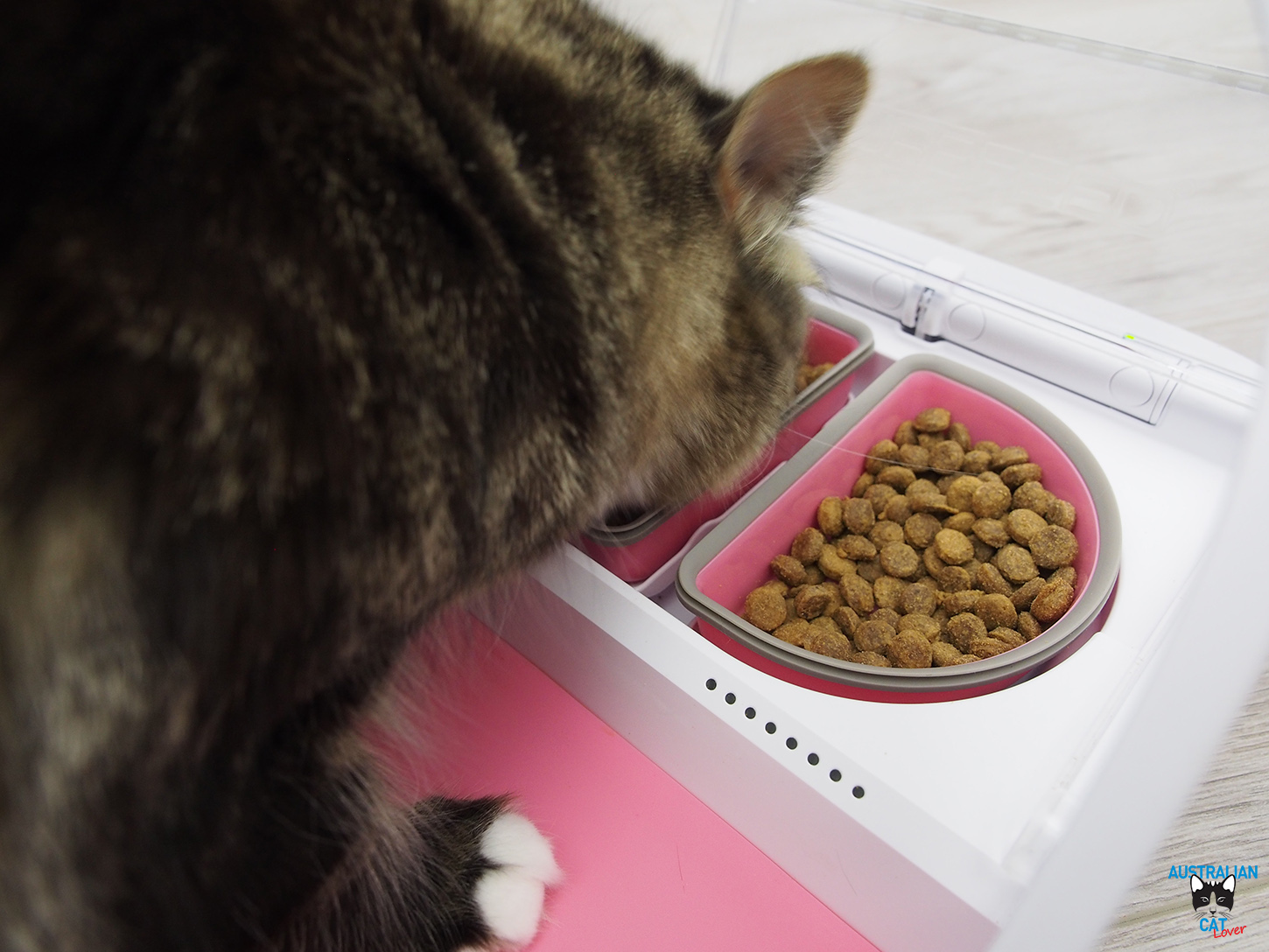 Surefeed Microchip Pet Feeder Connect Review Australian Cat Lover