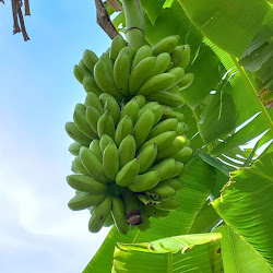 Bibit Buah Unggul Pisang Susu Yang Cepat Berbuah Banten