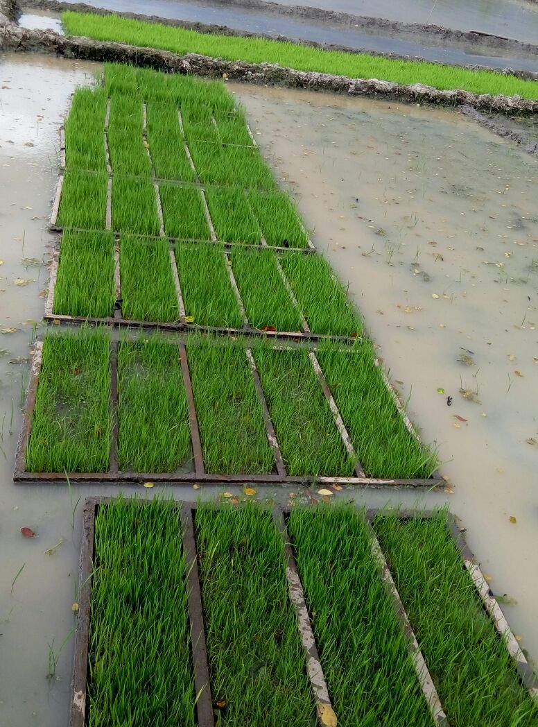 MEMBUAT PERSEMAIAN PADI UNTUK PENANAMAN DENGAN RICE 