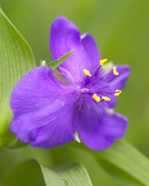 Tradescantia x andersoniana