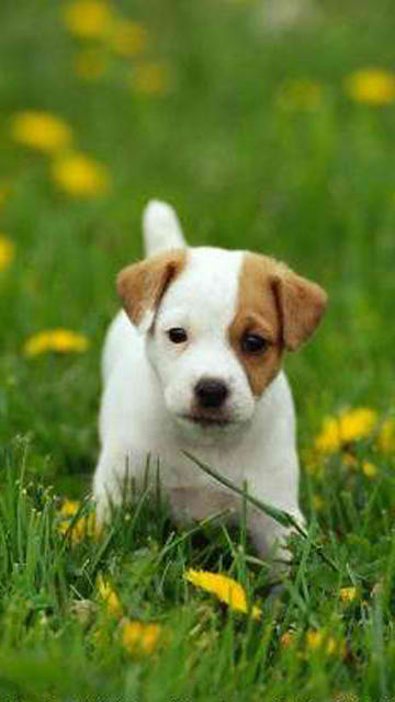 cute puppy wallpaper. Cute Puppies