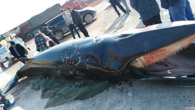 Ikan paus seberat 3.9 tan ditemui di pantai San Dong yang jarang berlaku di China