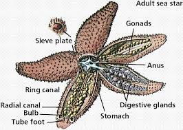 Struktur Asteroidea