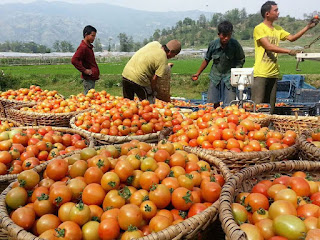 cara budidaya buah tomat yang baik