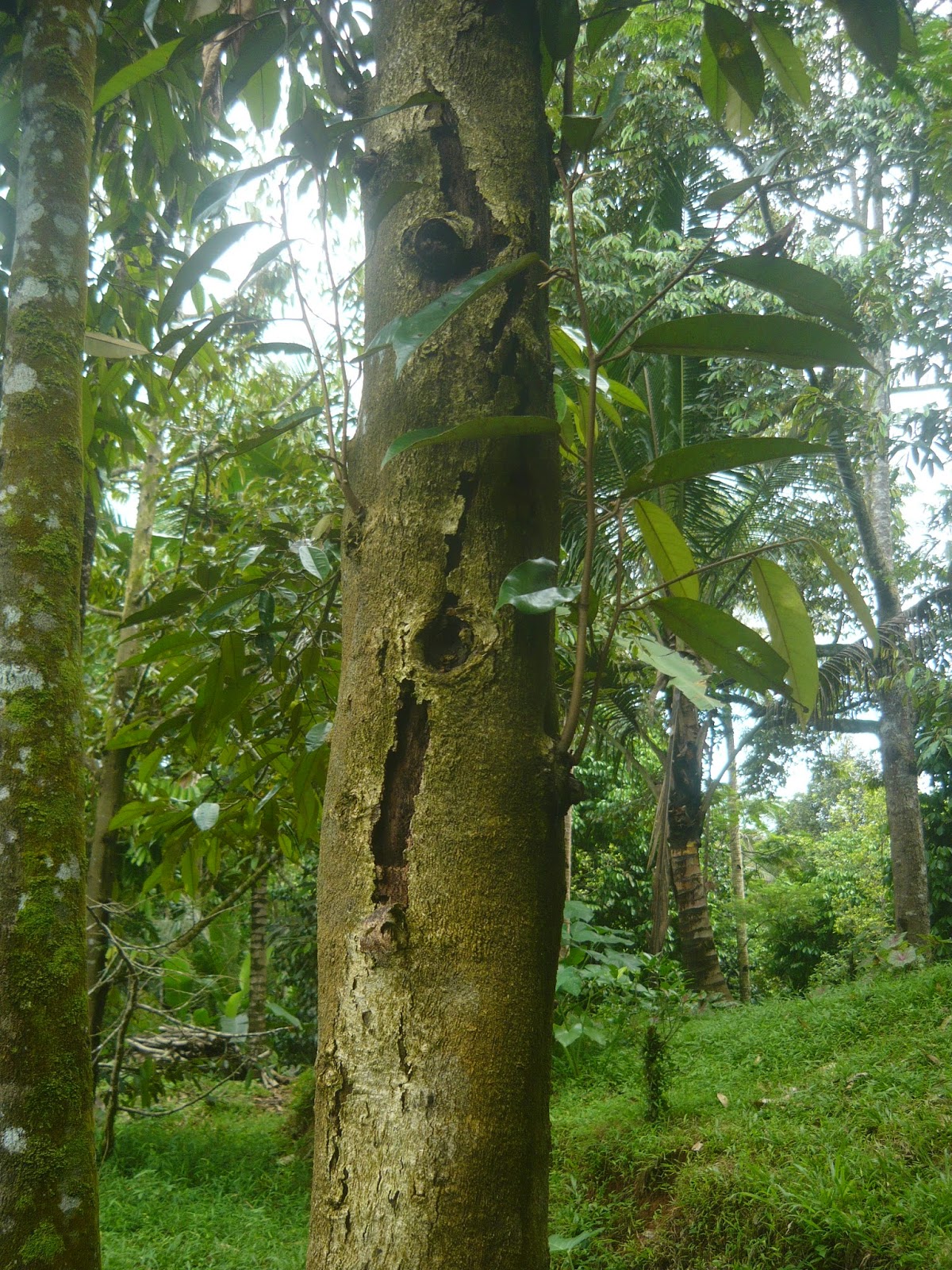 Hama Pohon  Durian NusaTani com