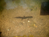 A common newt A common newt