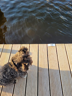Mit Hund im Hafen