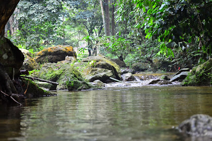 Lepak Hari Minggu : Sungai Kemensah - Catatan Sue Izza - kebaikan
makanan kucing greens