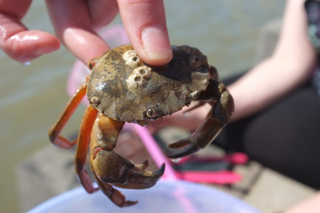 crab crabbing