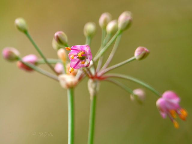 Allium thunbergii