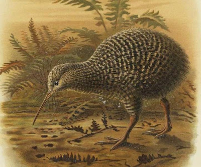 Kiwi-pukupuku