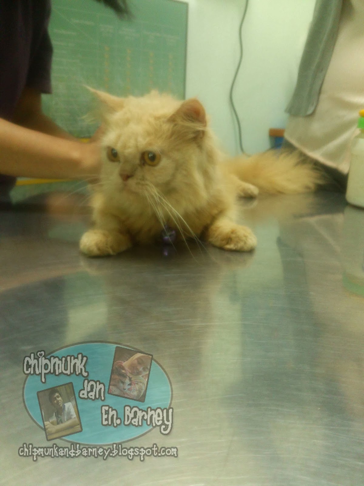 All About Life: Abang E'el @ Angel Animal Clinic, Miri