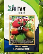 Benih Tomat LONG BATU F1 Tritan Seed