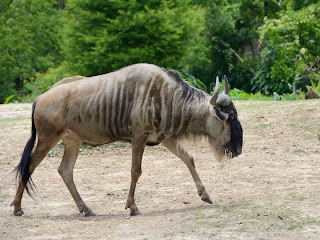 A blue wildebeest at the Audubon Zoo in New Orleans