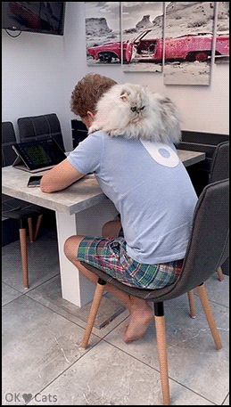Cute Cat GIF • Cute fluffy Persian cat on the back of his human supervising his homework [cat-gifs.com]