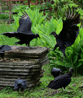 black vultures