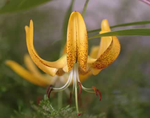 Лилия лицзянская (Lilium lijiangense)