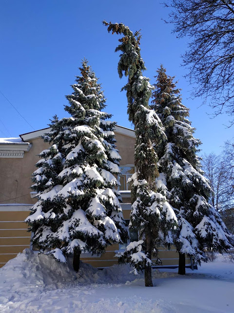 Городские ели в снегу.