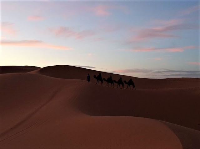 cammellata nel deserto al tramonto