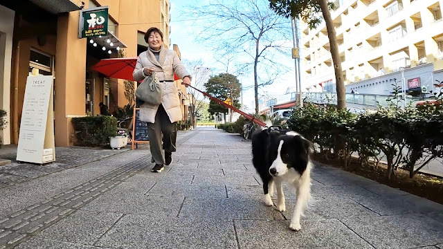 保護犬 ボーダーコリー トーマ 和カフェ