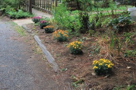 chrysthanthemums along drive, 2013