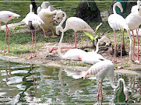 Cerita Burung Bangau