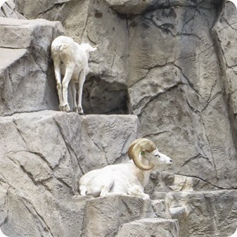 The Denver Zoo big horn sheep