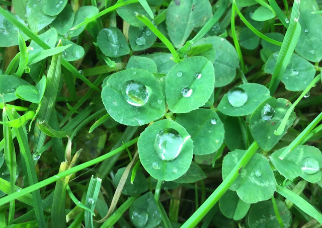 three-leaf clover raindrops