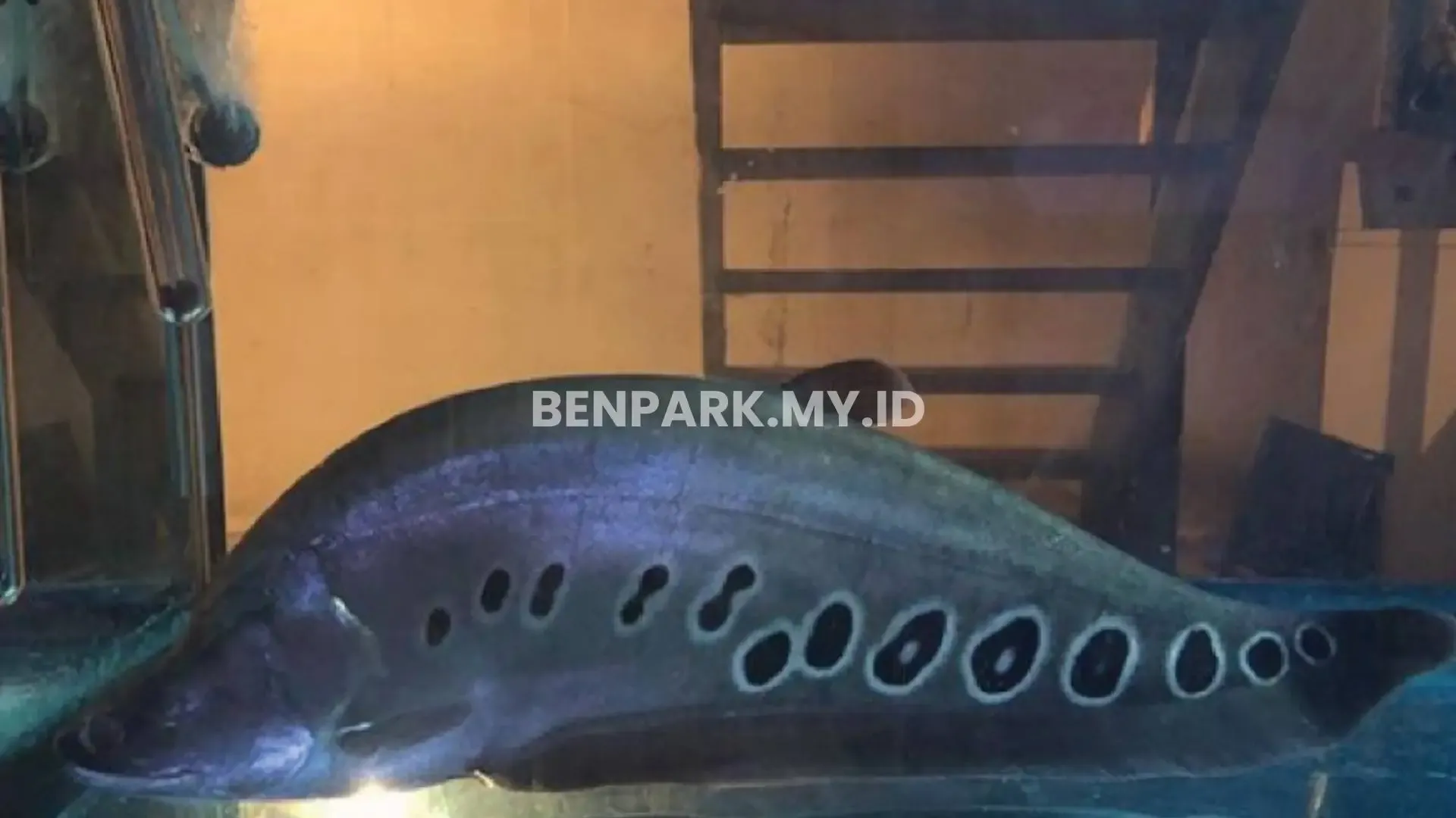 Clown Knifefish