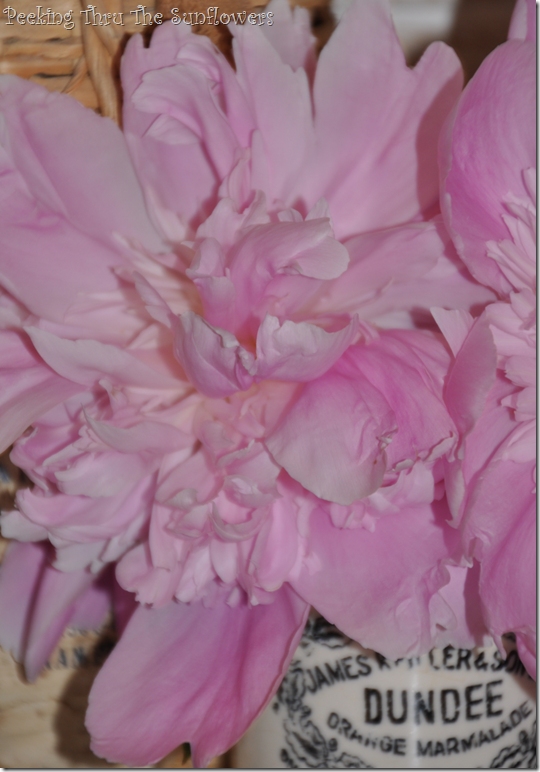 peonies 2