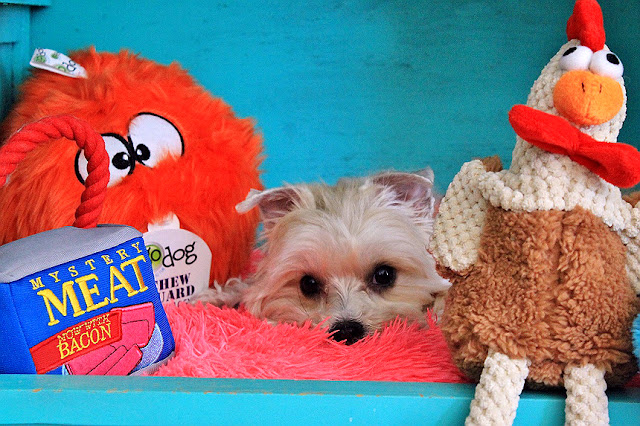 10 Safety Tips For Dog Toy Safety featuring GoDog toys with Chew Guard technology. (sp)