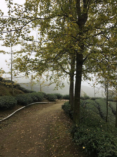 Gingko biloba forest in Nantou, Taiwan