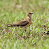 Collared Pratincole