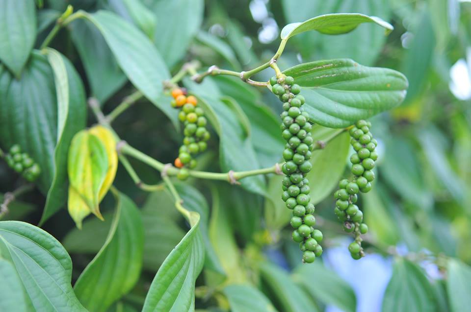 Berkebun Sebagai Hobi Pokok lada hitam Piper nigrum