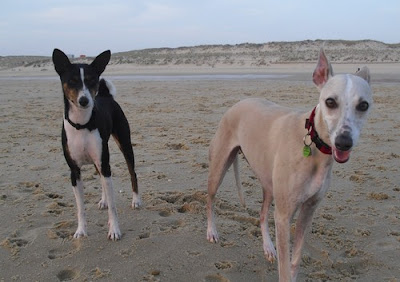 Himage lévrier whippet et Basenji à la plage