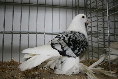 Silesian Swallow Pigeon