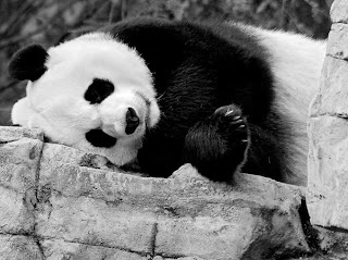 sleeping Panda HD photography