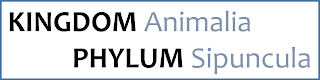 Kingdom Animalia, Phylum Spiuncula