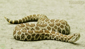 Massasauga snake