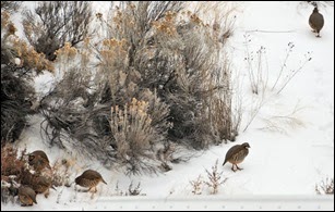 13Dec31chukar