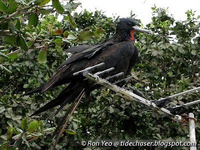 Frigatebird (Fregata sp.)