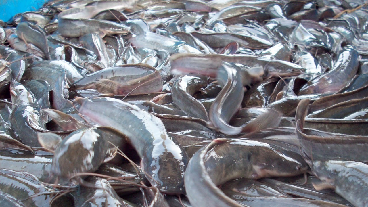 Pertimbangan Supplier Jual Ikan Lele Bibit & Konsumsi Mamuju, Sulawesi Barat
