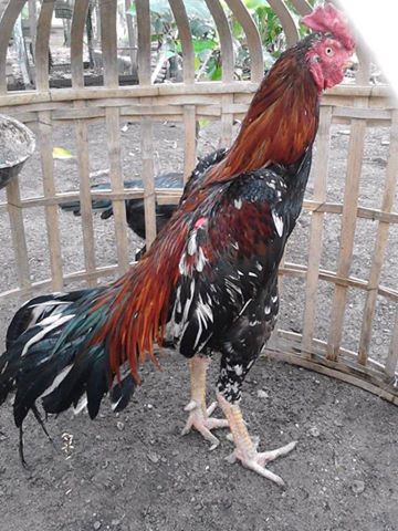 Cara melatih  ayam  bangkok aduan  Ayam  Aduan 