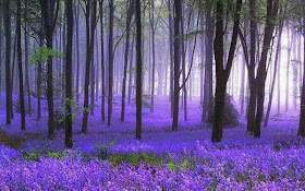 El bosque morado en Alemania