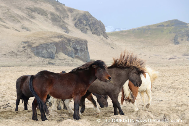 A small group of brown and white-brown Icelandic Horses grazing whereas a dark brown one jumps up creating its mane flying.