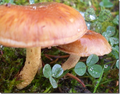 Funghi al lago di gerosa
