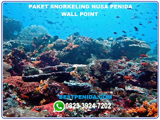 Paket snorkeling Nusa Penida Wall point